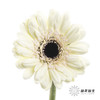 非洲菊 | 迷你玉镜(花瓣边缘会有黑边介意慎拍) 商品缩略图0