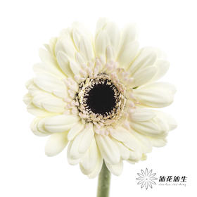 非洲菊 | 迷你玉镜(花瓣边缘会有黑边介意慎拍)