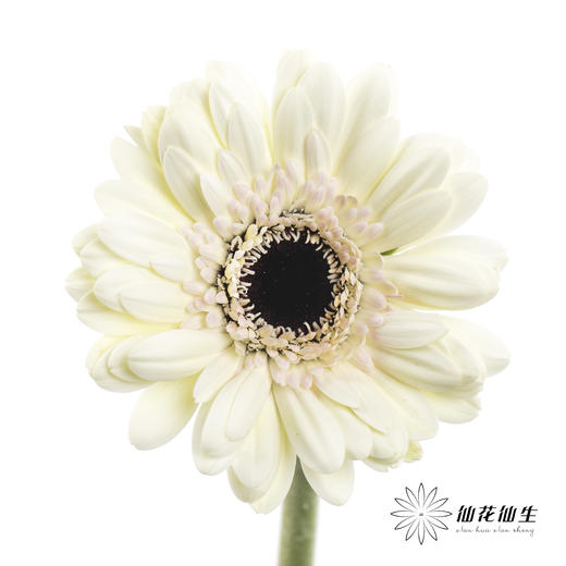 非洲菊 | 迷你玉镜(花瓣边缘会有黑边介意慎拍) 商品图0