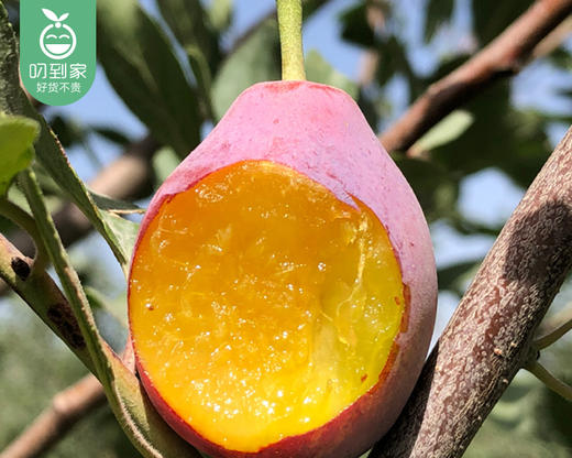 新疆法兰西西梅（中大果）/1盒（约450g） 商品图3