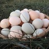 深山农家散养生态土鸡蛋 40枚 商品缩略图4