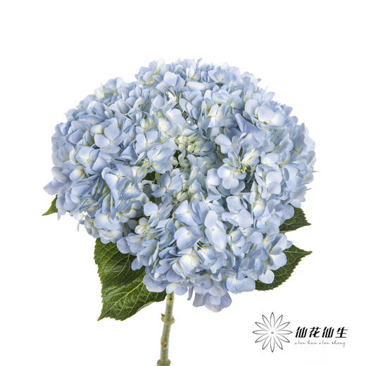 绣球 | 浅蓝 商品图1