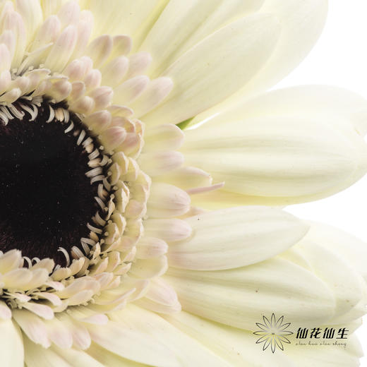 非洲菊 | 迷你玉镜(花瓣边缘会有黑边介意慎拍) 商品图2