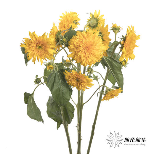 向日葵 | 重瓣向日葵泰迪 商品图3