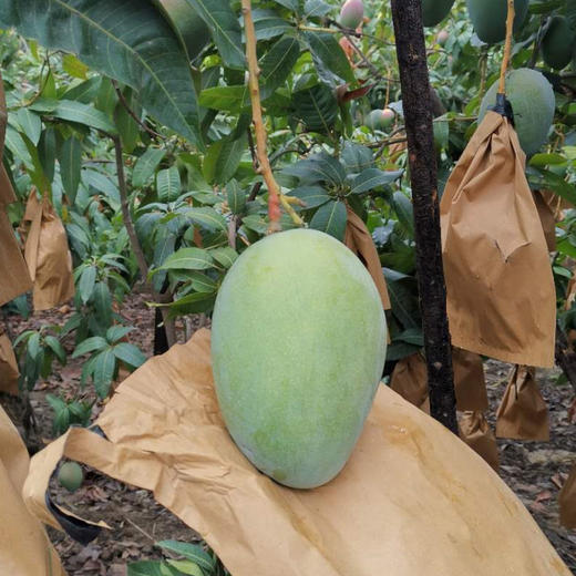 云南武定凯特芒果 5斤装 商品图0