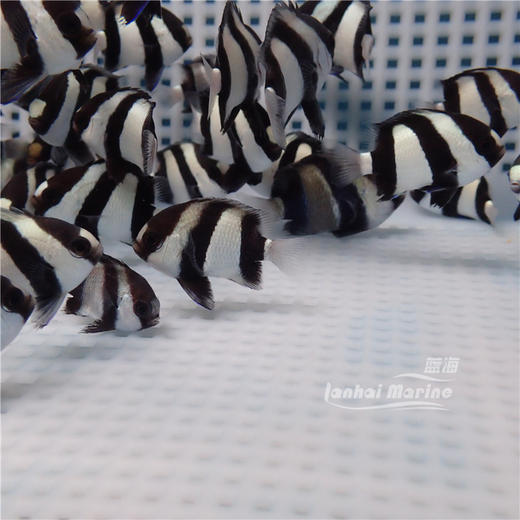 三间魔 商品图3