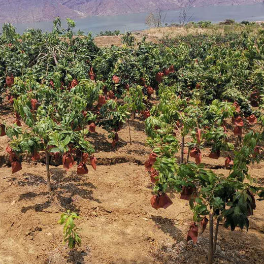 云南武定凯特芒果 5斤装 商品图2