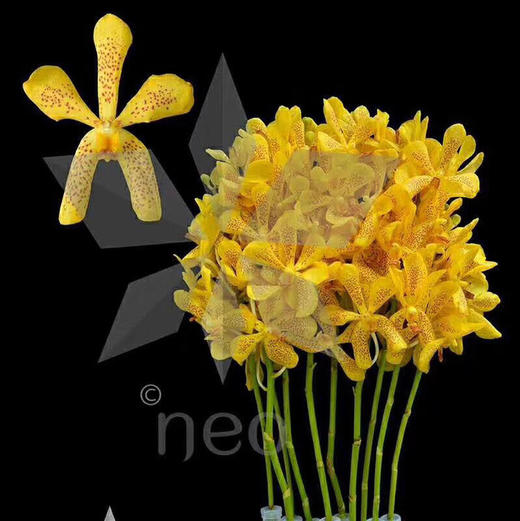 兰花 | 千代兰黄色带点 商品图0