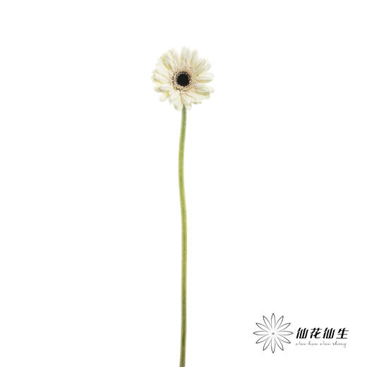 非洲菊 | 迷你玉镜(花瓣边缘会有黑边介意慎拍) 商品图3