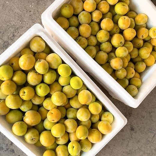 【新疆吊杆李】4斤/箱，纯甜、爆汁、离核 商品图3