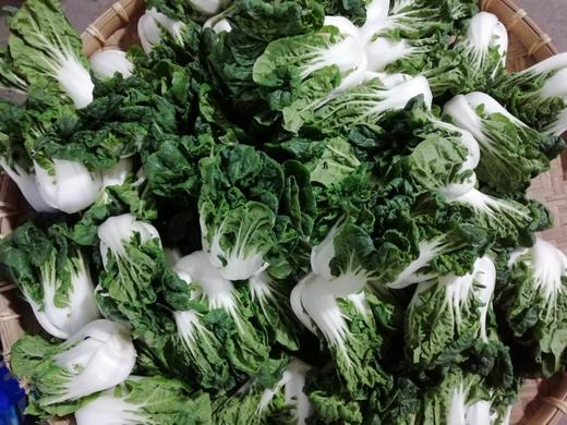 日日秒产地直供云南矮脚白菜500g份鲜嫩美味202