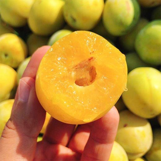 【新疆吊杆李】4斤/箱，纯甜、爆汁、离核 商品图0