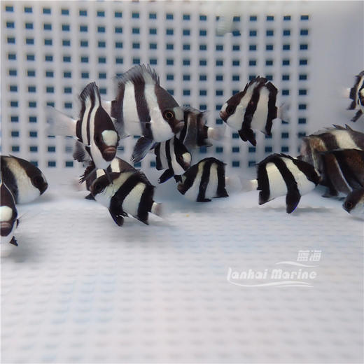 三间魔 商品图2