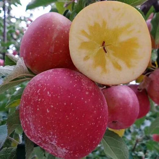 云南昭通红露糖心苹果刚刚成熟的糖心苹果部分有糖心脆甜爽口老少皆宜