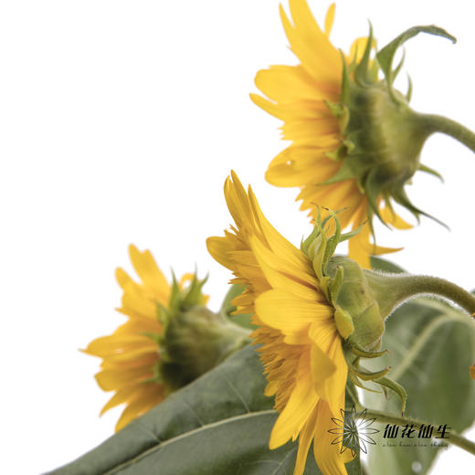 向日葵 | 重瓣向日葵泰迪 商品图4