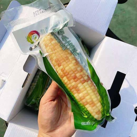 【西双版纳香糯小玉米】9-10根/箱，独立包装，香，甜，糯 商品图4