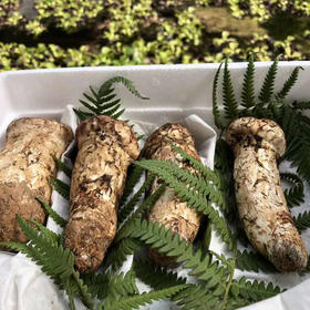 27°农新鲜松茸1KG