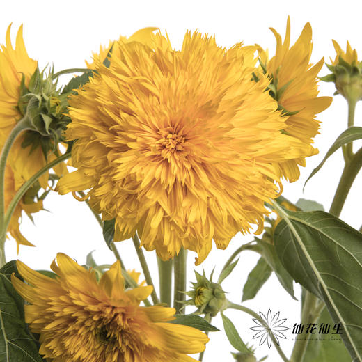 向日葵 | 重瓣向日葵泰迪 商品图0