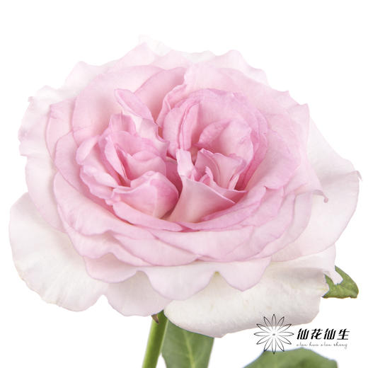 单头玫瑰 | 洛神 商品图1