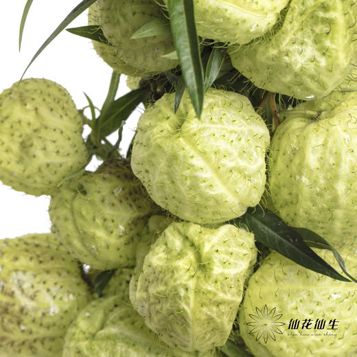 配果 | 唐棉【季节原因可能会有部分偏黑，如有运输压扁不售后，介意慎拍】 商品图2