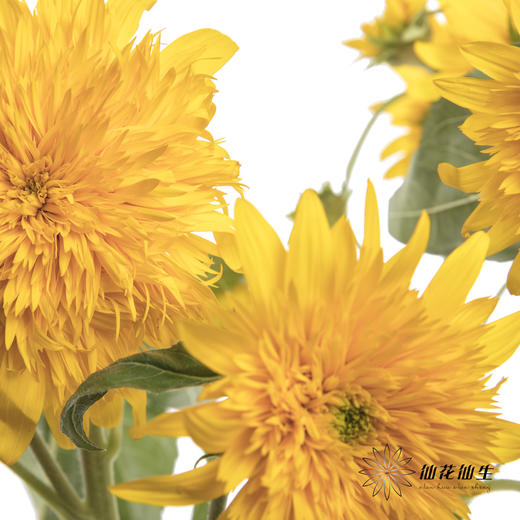 向日葵 | 重瓣向日葵泰迪 商品图2