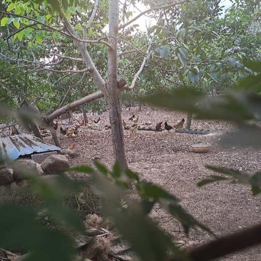 深山农家散养生态土鸡蛋 40枚 商品图11