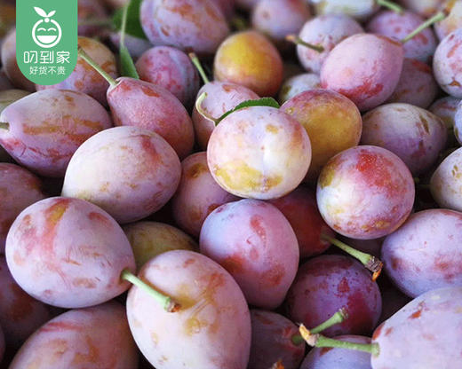 新疆法兰西西梅（中大果）/1盒（约450g） 商品图2