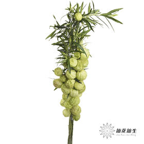 配果 | 唐棉【季节原因可能会有部分偏黑，如有运输压扁不售后，介意慎拍】