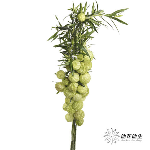 配果 | 唐棉【季节原因可能会有部分偏黑，如有运输压扁不售后，介意慎拍】 商品图0