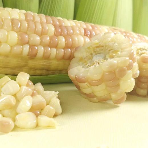 【西双版纳香糯小玉米】9-10根/箱，独立包装，香，甜，糯 商品图2