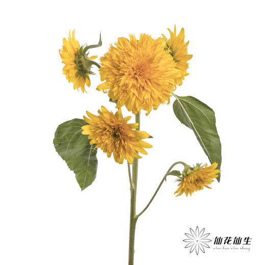 向日葵 | 重瓣向日葵泰迪 商品图1