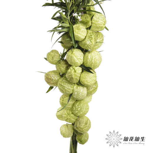 配果 | 唐棉【季节原因可能会有部分偏黑，如有运输压扁不售后，介意慎拍】 商品图1