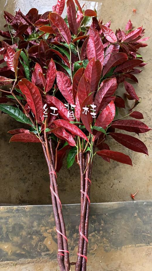 【新品】红背桂 - 南粤floever鲜花量贩