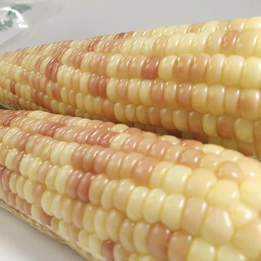 【西双版纳香糯小玉米】9-10根/箱，独立包装，香，甜，糯 商品图1