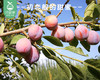新疆法兰西西梅（中大果）/1盒（约450g） 商品缩略图5