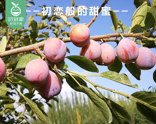 新疆法兰西西梅（中大果）/1盒（约450g） 商品图5