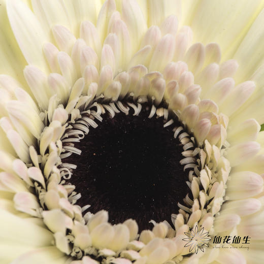 非洲菊 | 迷你玉镜(花瓣边缘会有黑边介意慎拍) 商品图1