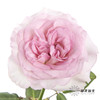 单头玫瑰 | 洛神 商品缩略图0