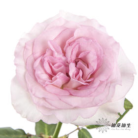 单头玫瑰 | 洛神