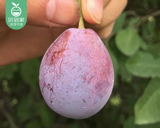 新疆法兰西西梅（中大果）/1盒（约450g） 商品图4