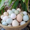 深山农家散养生态土鸡蛋 40枚 商品缩略图3