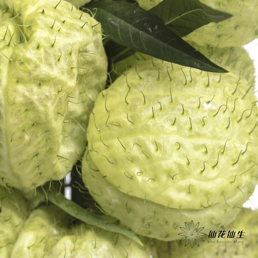 配果 | 唐棉【季节原因可能会有部分偏黑，如有运输压扁不售后，介意慎拍】 商品图3