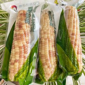 【西双版纳香糯小玉米】9-10根/箱，独立包装，香，甜，糯
