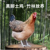 竹林黑羽土鸡放养2年炖汤滋补佳品顺丰包邮浙江省示范农场直供 商品缩略图1