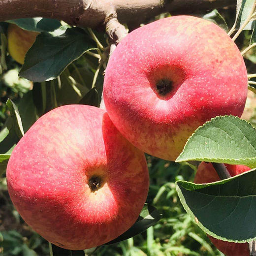 云南昭通 野生小苹果(红露)2.0kg/箱