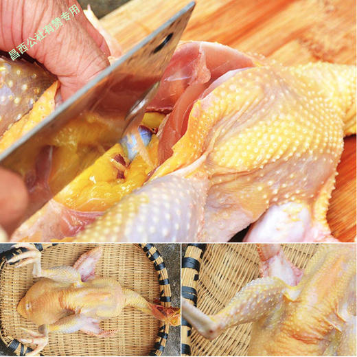 竹林黑羽土鸡放养2年炖汤滋补佳品顺丰包邮浙江省示范农场直供 商品图2