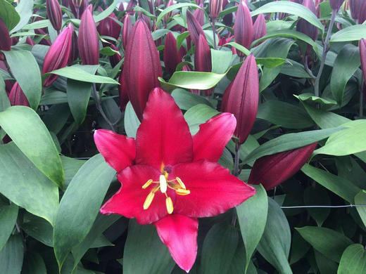 紫帝百合(混批20扎起发) - 昆明嗯哼鲜花基地直发