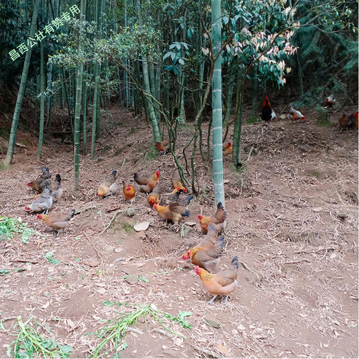 昌西公社土鸡蛋浙江示范基地每月抽检30只/箱 商品图2