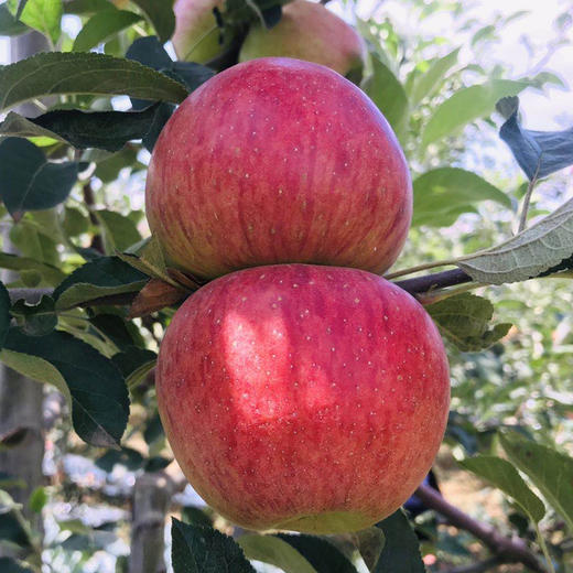 云南昭通 野生小苹果(红露)2.0kg/箱