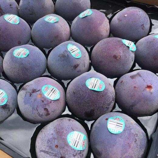 特级美国夜玫瑰恐龙蛋